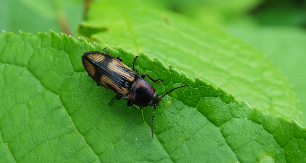 Ponęc krzyżownik (Selatosomus cruciatus)