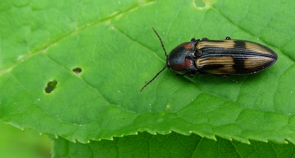 Ponęc krzyżownik (Selatosomus cruciatus)