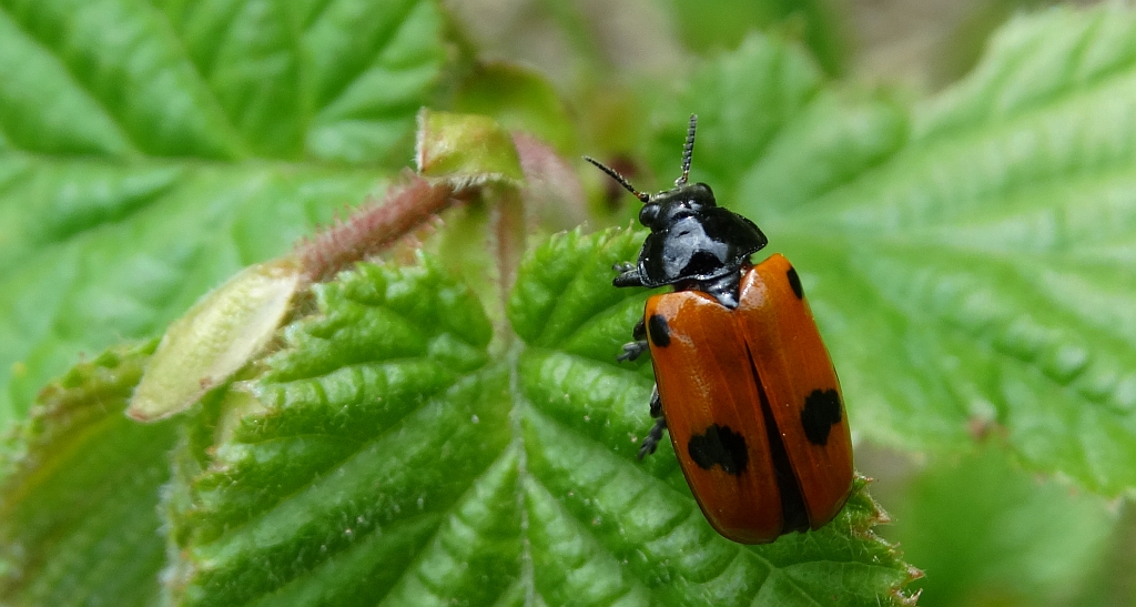 Moszenica czterokropka (Clytra quadripunctata)