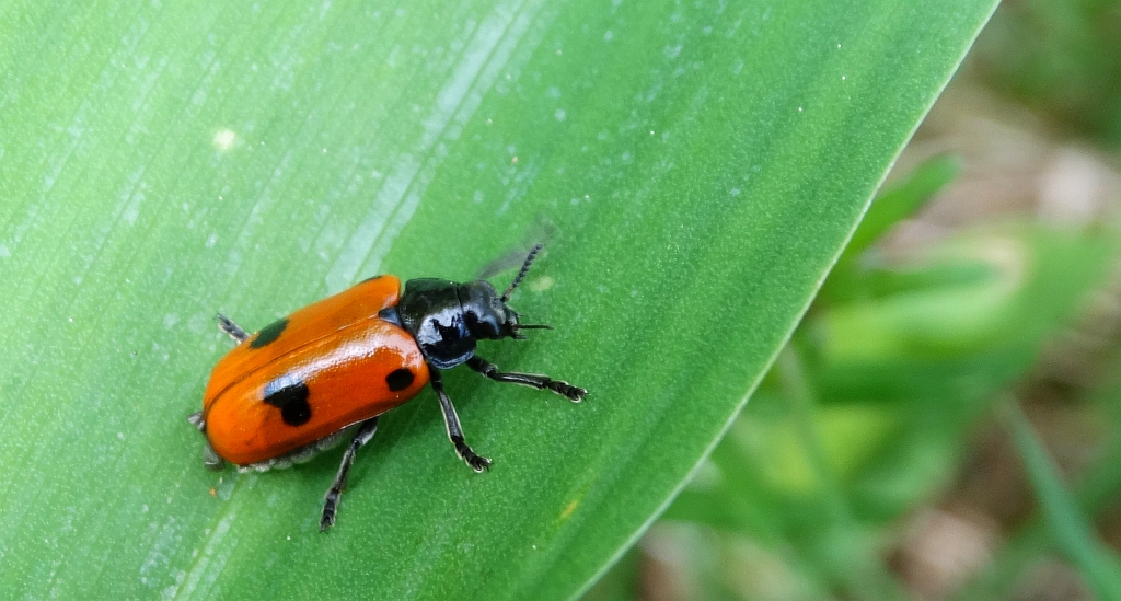 Moszenica czterokropka (Clytra quadripunctata)
