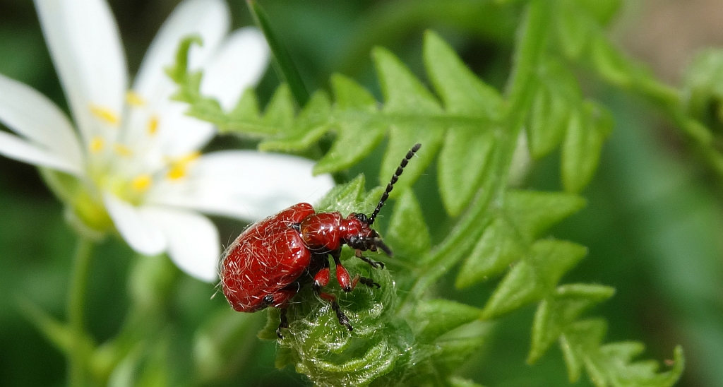 Poskrzypka cebulowa, poskrzypka leśna (Lilioceris merdigera)