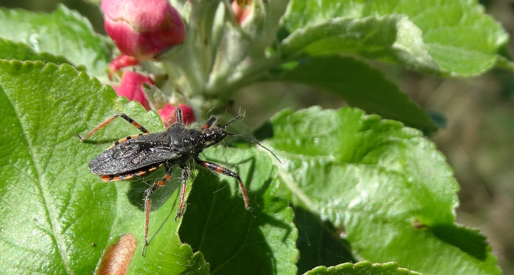 Srogoń napastnik (Rhinocoris annulatus)