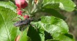Srogoń napastnik (Rhinocoris annulatus)
