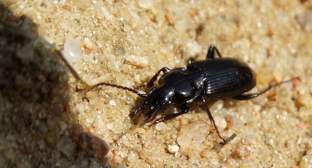 Szykoń - Pterostichus melanarius
