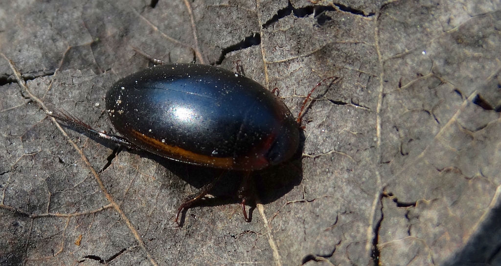 Przedstawiciel pływakowatych, może - Hydaticus seminiger