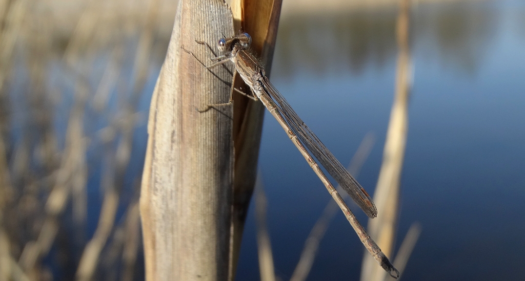 Straszka pospolita, zimówka rudawa (Sympecma fusca)