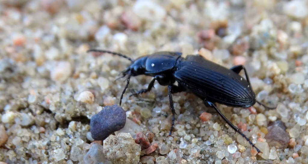 Szykoń - Pterostichus melanarius