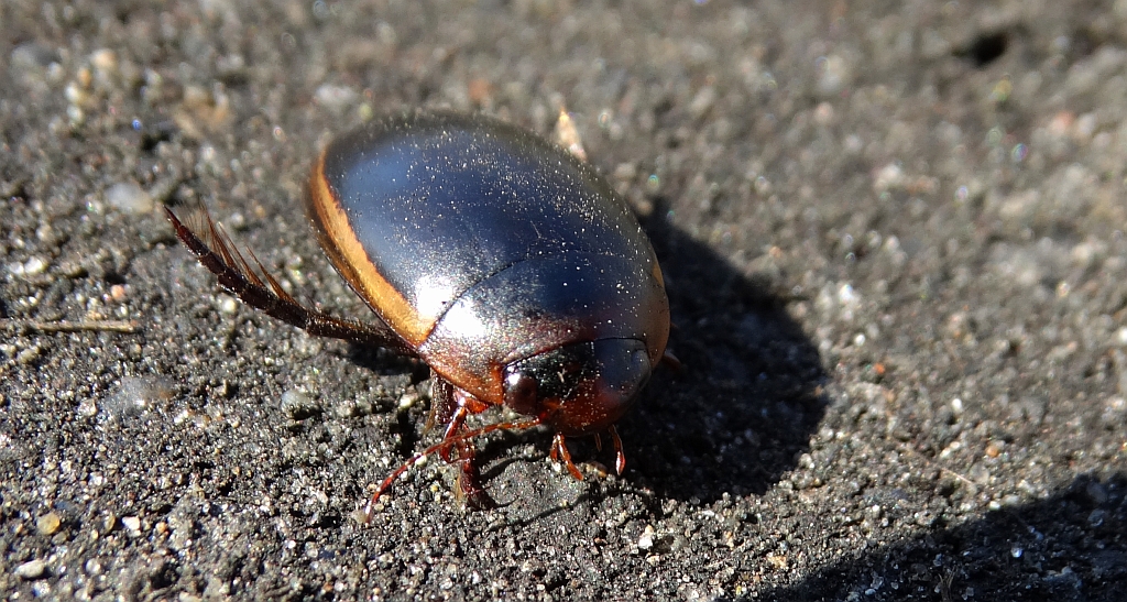 Przedstawiciel pływakowatych, może - Hydaticus seminiger