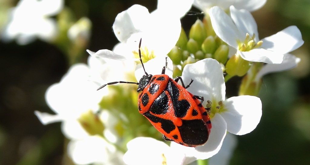 Warzywnica ozdobna (Eurydema ornatum syn. Eurydema ornata)