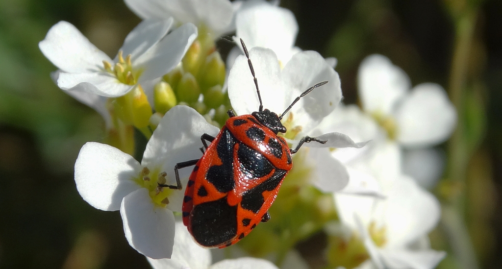 Warzywnica ozdobna (Eurydema ornatum syn. Eurydema ornata)