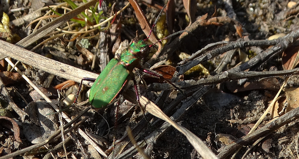 Trzyszcz polny (Cicindela campestris)