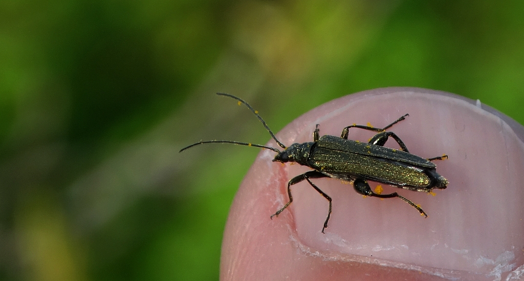 Zalęszczyca - Oedemera subulata