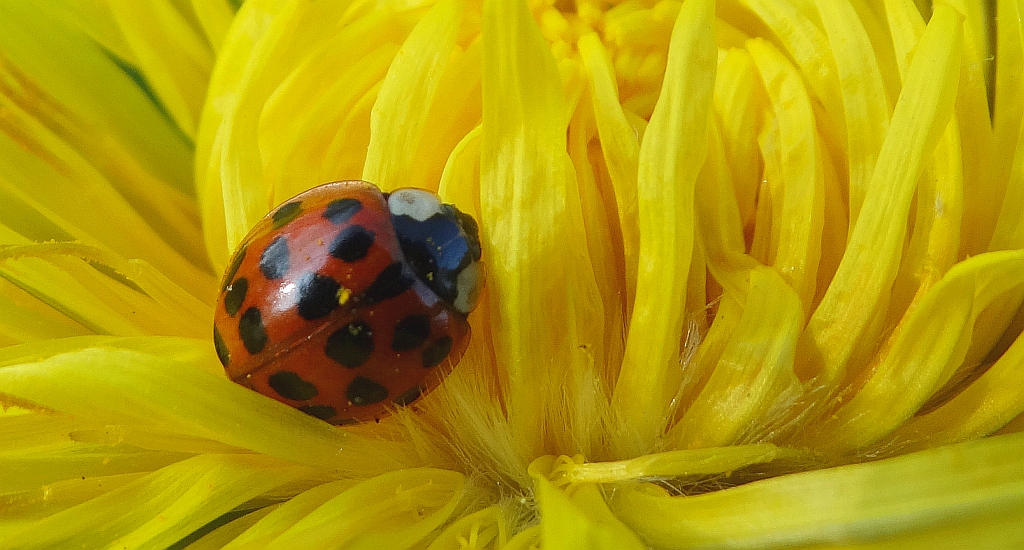 Biedronka arlekin, biedronka azjatycka (Harmonia axyridis)
