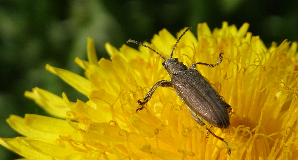 Rzęsielnica - Donacia cinerea