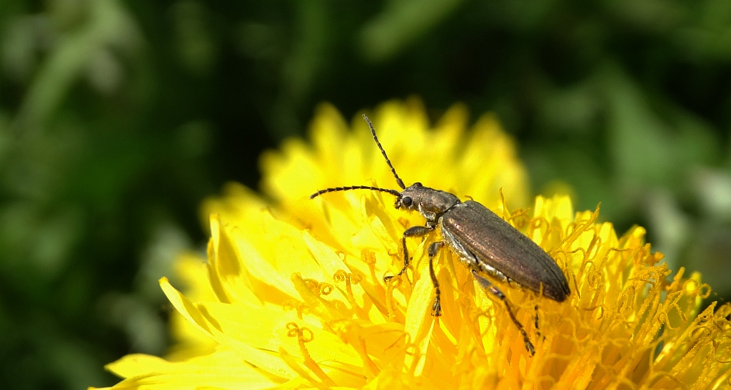 Rzęsielnica - Donacia cinerea