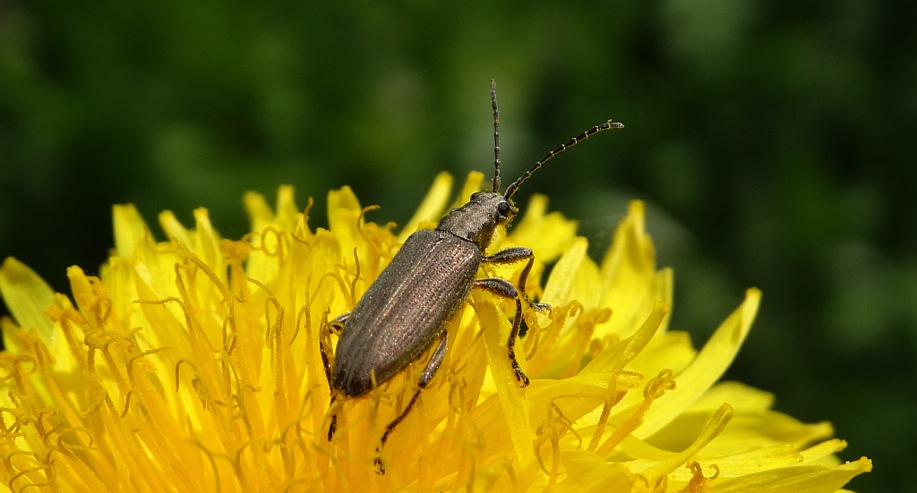 Rzęsielnica - Donacia cinerea