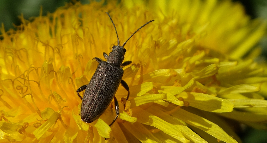 Rzęsielnica - Donacia cinerea
