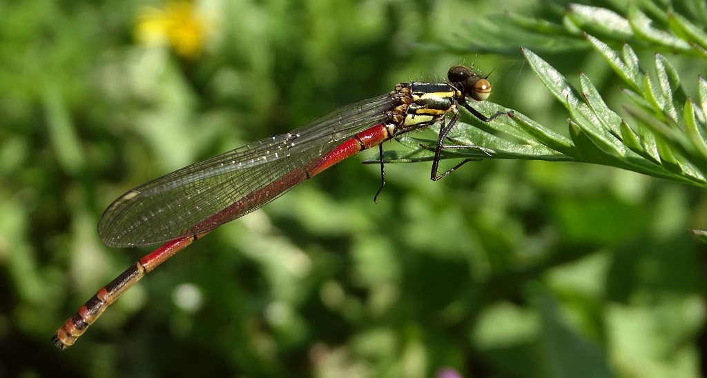 Łunica czerwona (Pyrrhosoma nymphula)