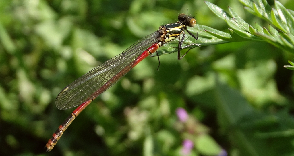 Łunica czerwona (Pyrrhosoma nymphula)