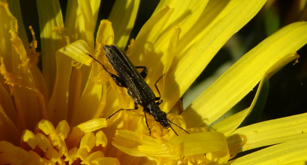 Zalęszczyca - Oedemera subulata