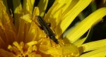 Zalęszczyca - Oedemera subulata