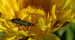 Zalęszczyca - Oedemera subulata