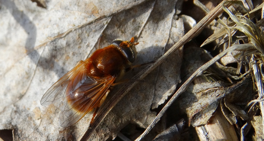 Muchówka - Cheilosia variabilis