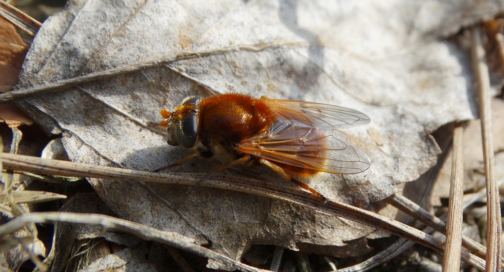 Muchówka - Cheilosia variabilis
