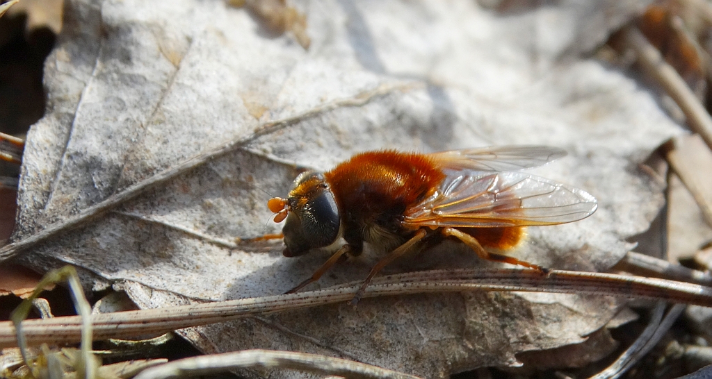 Muchówka - Cheilosia variabilis