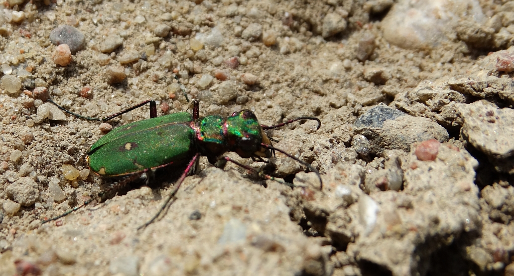 Trzyszcz polny (Cicindela campestris)