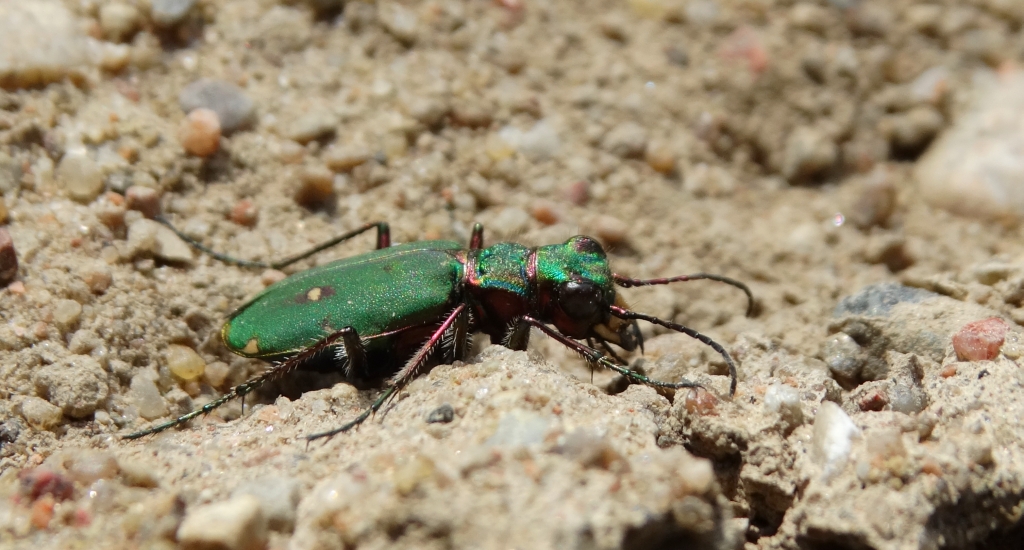 Trzyszcz polny (Cicindela campestris)