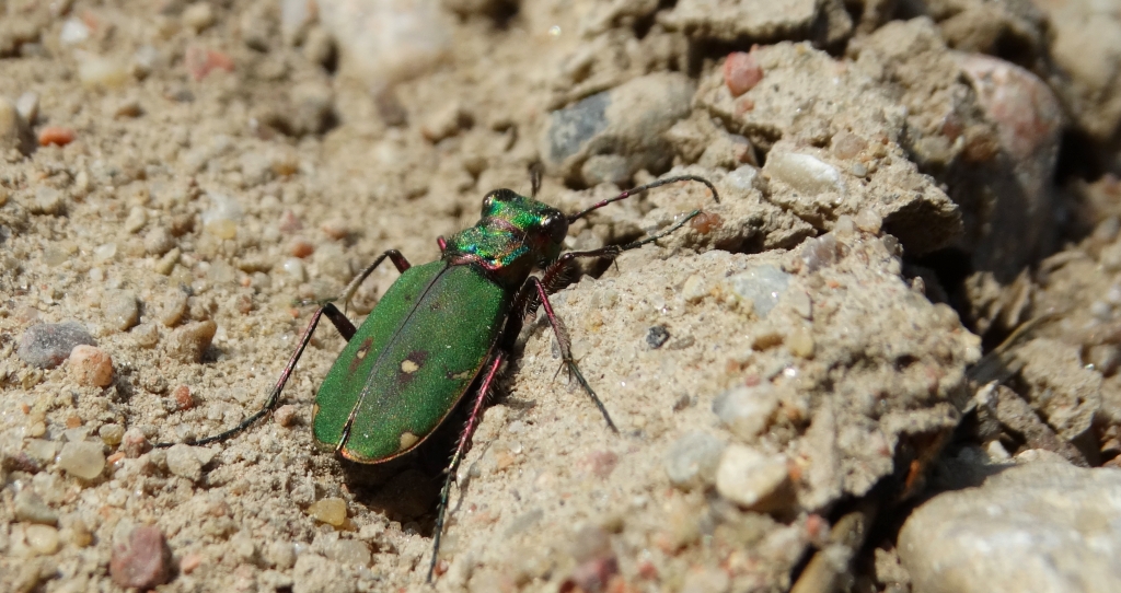 Trzyszcz polny (Cicindela campestris)