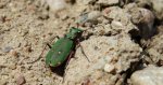 Trzyszcz polny (Cicindela campestris)