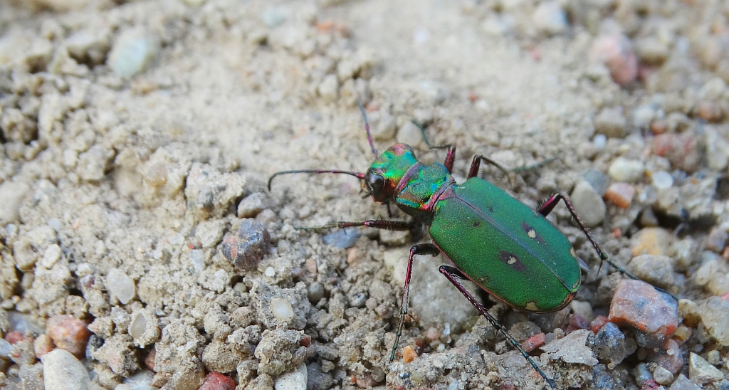 Trzyszcz polny (Cicindela campestris)