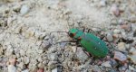 Trzyszcz polny (Cicindela campestris)