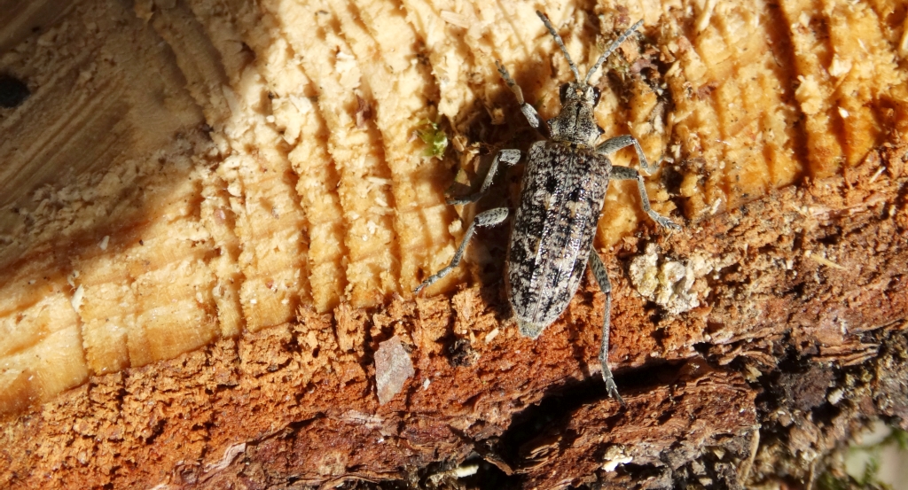 Rębacz sosnowiec (Rhagium inquisitor)