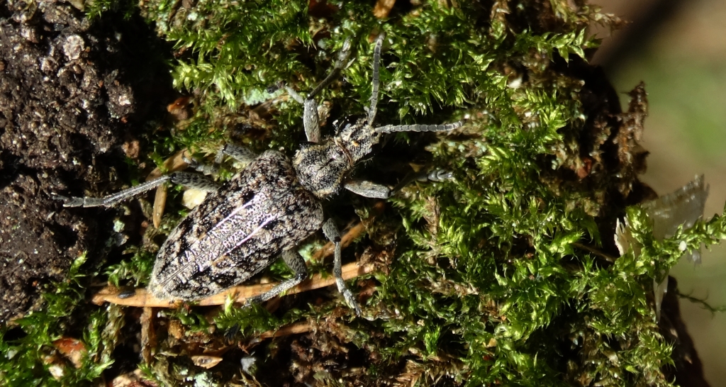 Rębacz sosnowiec (Rhagium inquisitor)