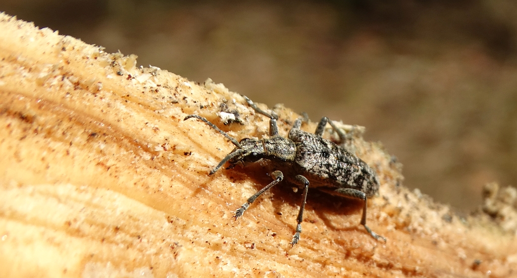 Rębacz sosnowiec (Rhagium inquisitor)