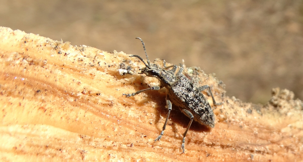 Rębacz sosnowiec (Rhagium inquisitor)