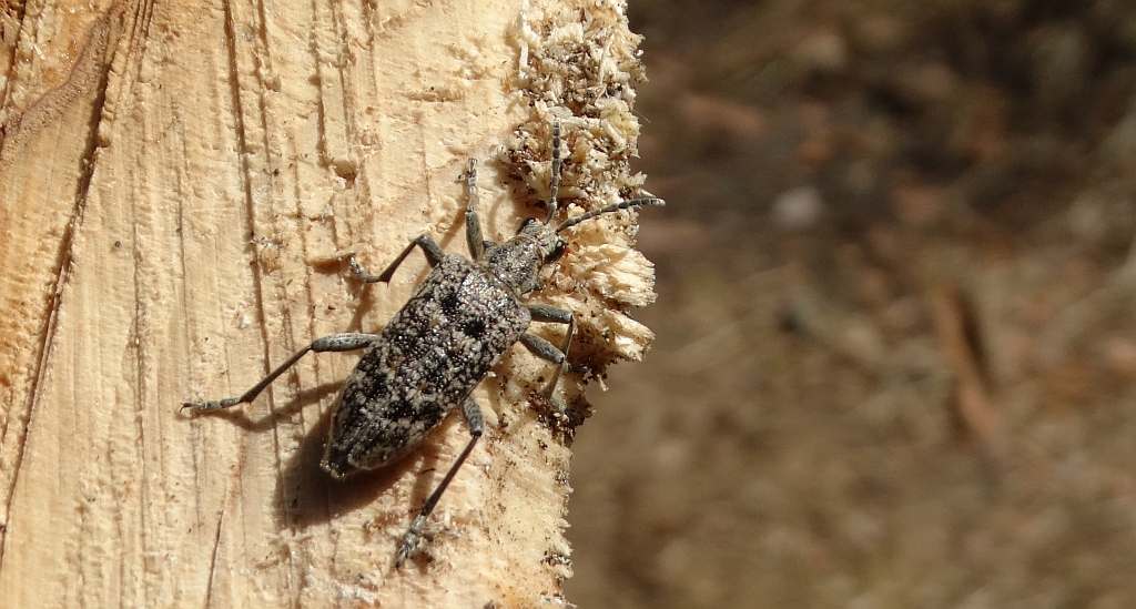 Rębacz sosnowiec (Rhagium inquisitor)