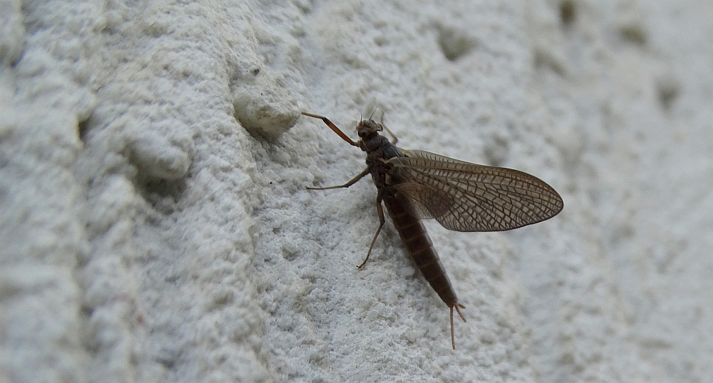 Jętka pospolita (Ephemera vulgata)