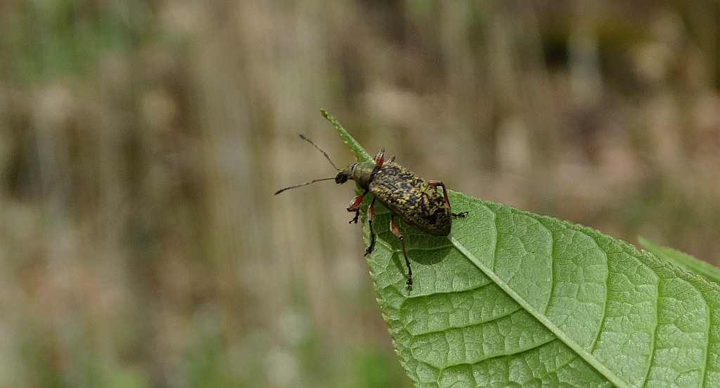 Naliściak truskawczak (Phyllobius calcaratus lub Phyllobius glaucus)