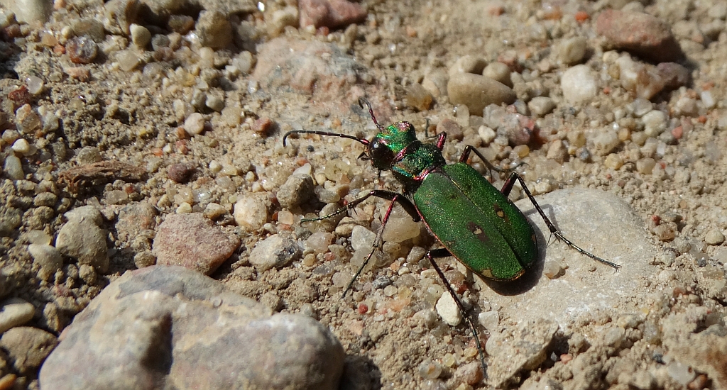 Trzyszcz polny (Cicindela campestris)