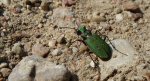 Trzyszcz polny (Cicindela campestris)