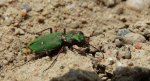 Trzyszcz polny (Cicindela campestris)