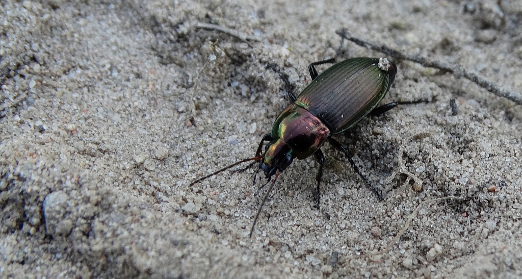 Drogoń (Poecilus lepidus)