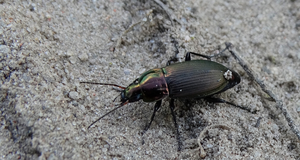 Drogoń (Poecilus lepidus)