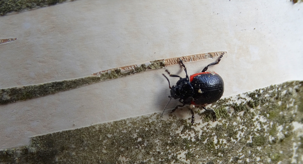 Chrysolina (Stichoptera) sanguinolenta