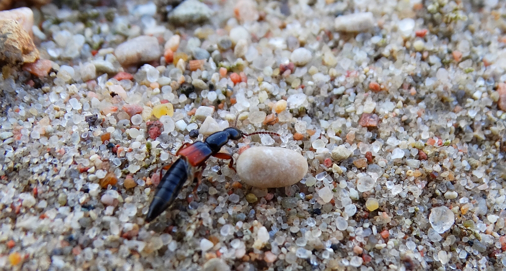 Kusak - Lathrobium elongatum