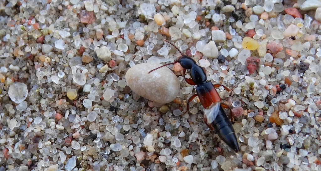 Kusak - Lathrobium elongatum